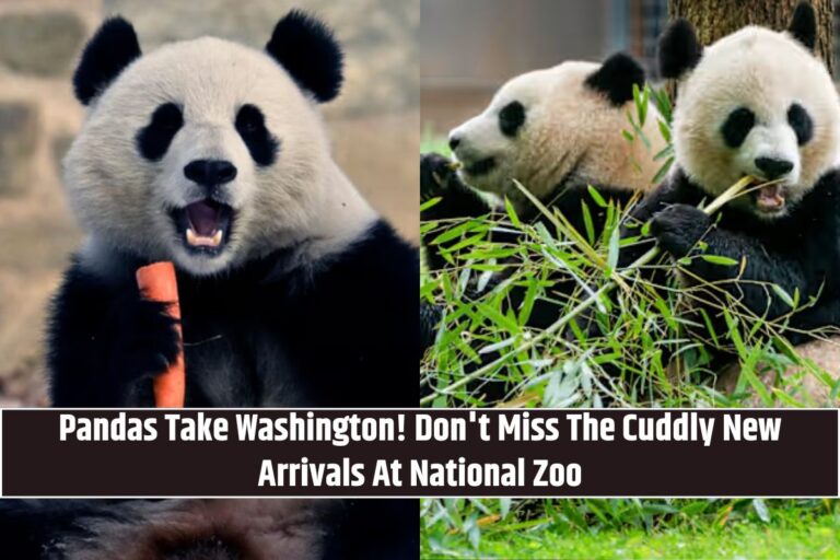 Pandas Take Washington! Don't Miss The Cuddly New Arrivals At National Zoo